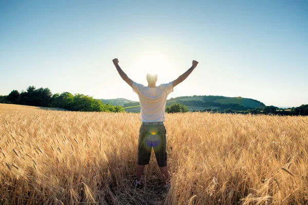 Golden wheat field in with man a sunny day — Stock Photo, Image