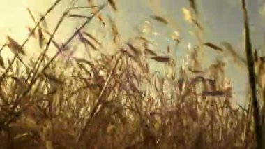 rüzgarlı bir gün buğday alanında