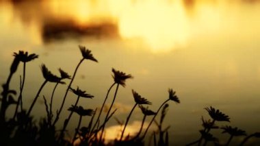 Rüzgarın önünde bir pirinç alan İtalya çiçeklenir 