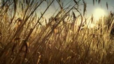 Rüzgarlı bir gün güneşli buğday alanında 