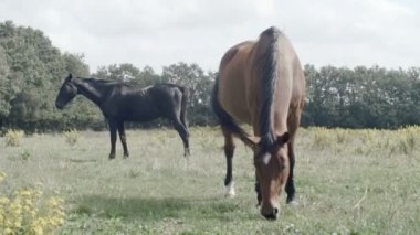 Atları açık yürüyüş