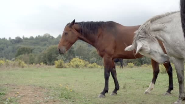 Vidéo de côté de chevaux blancs et bruns  