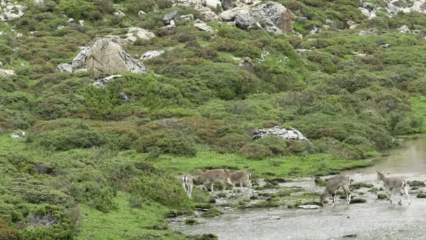 Ree herten in de natuur — Stockvideo