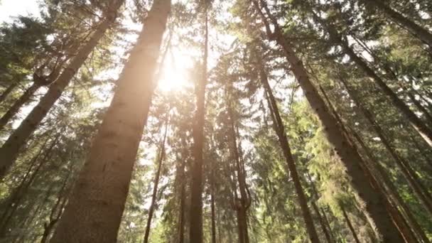 Wiecznie zielony las sosnowy — Wideo stockowe