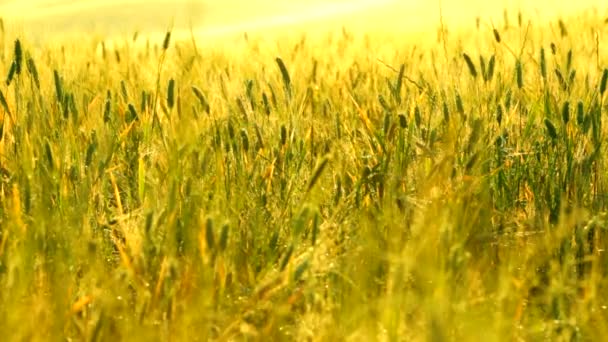Італійський пшенична сфера при сходом сонця — стокове відео