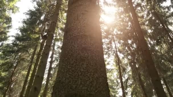 Вечнозелёный лес — стоковое видео