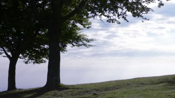 Silhouet van de bomen in de vroege ochtend — Stockvideo