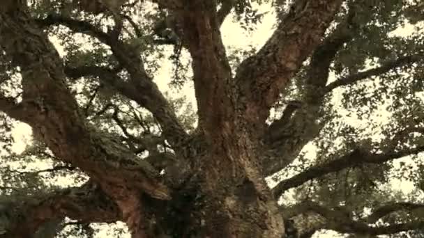 Caminar en la naturaleza al aire libre hacia hermoso árbol — Vídeo de stock