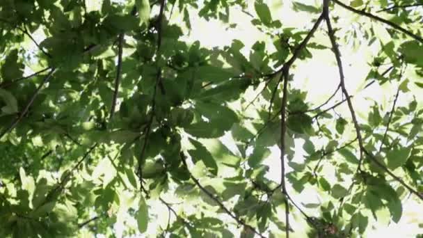 Hojas de árboles movidas por el viento — Vídeo de stock