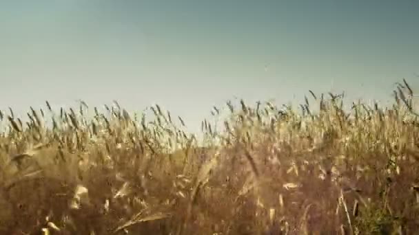 Campo de trigo soleado en día ventoso — Vídeos de Stock