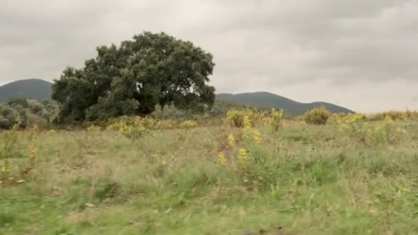 Caminar en la naturaleza al aire libre hacia hermoso árbol — Vídeos de Stock