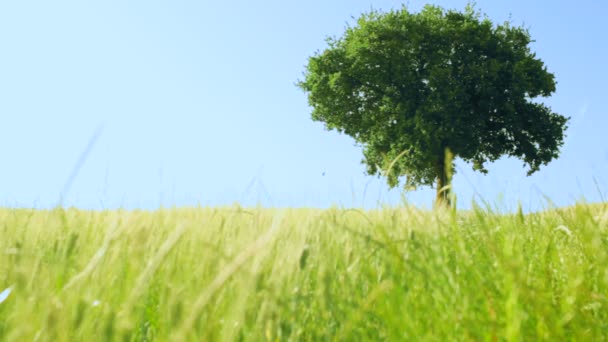 Дерево в поле в летний день в Тоскане — стоковое видео