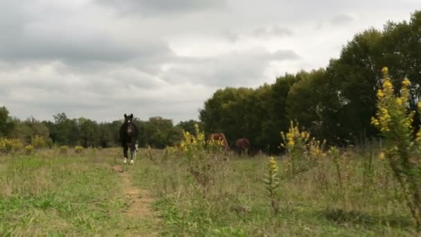 Прогулянка на відкритому повітрі біля коней — стокове відео