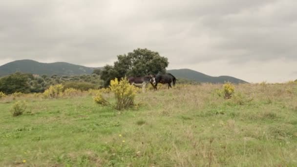 Chodzenie na zewnątrz w pobliżu konie — Wideo stockowe