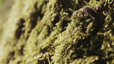 Bu hata ile ağaç üzerinde yosun