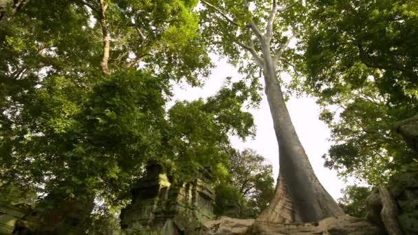 Beng melea templet Unescos världsarv — Stockvideo