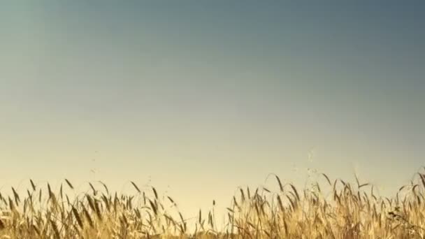 Солнечное пшеничное поле в ветреный день — стоковое видео