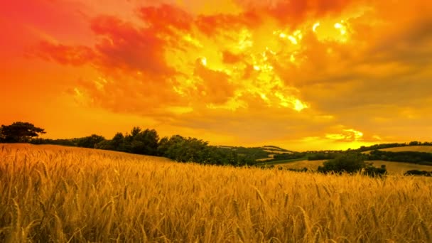 Campo de trigo soleado en día ventoso — Vídeo de stock