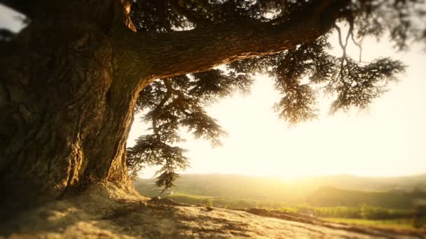 Ιταλική παλιό δέντρο στο ηλιοβασίλεμα σε langhe — Αρχείο Βίντεο