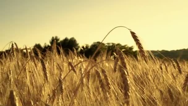Campo de trigo soleado en día ventoso — Vídeo de stock