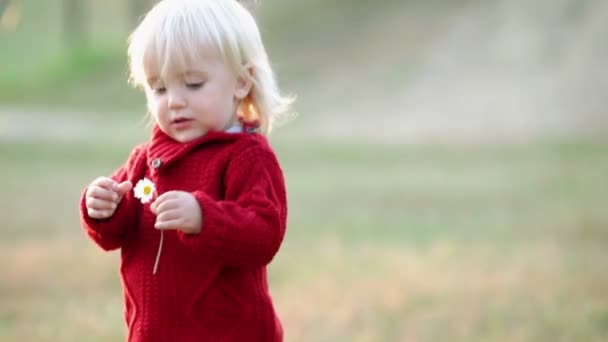 Bambino sta giocando con una margherita — Video Stock