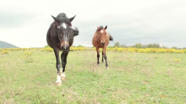 Andar ao ar livre perto de cavalos — Vídeo de Stock