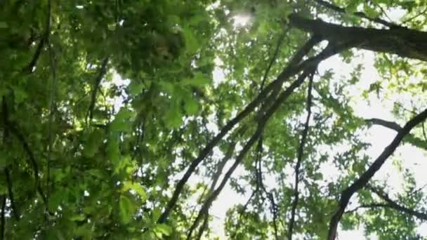 Feuilles d'arbres déplacées par le vent dans la journée ensoleillée d'été  