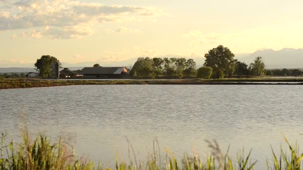 Risaie italiane con azienda agricola sullo sfondo in vercelli al tramonto — Video Stock