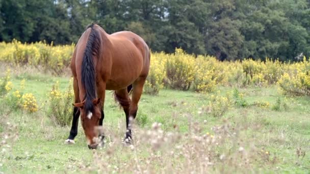 Walking outdoor near horses — Stock Video