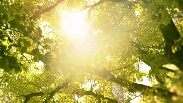 Lumière du soleil à travers les feuilles des arbres — Video