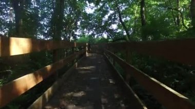 güneşli bir günde ormanda yürüyüş 