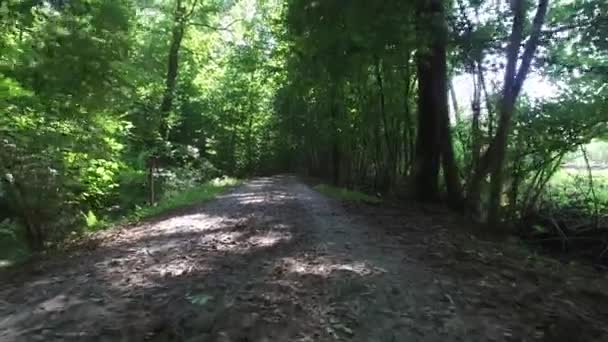 Прогулка по лесной тропе в лесу — стоковое видео