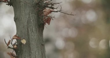 Bir sonbahar sabahı huş ağacı ormanında kamera sağda hareket eder. huş yosunu ağaçları yavaş çekimde