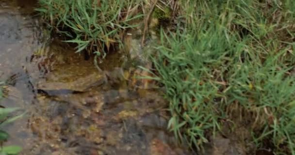 Nær en ung kaukasisk mann som griper og løfter vann i et rent fjell om høsten. En mann som vasker hendene med rent vann fra en elv i fjellet. – stockvideo