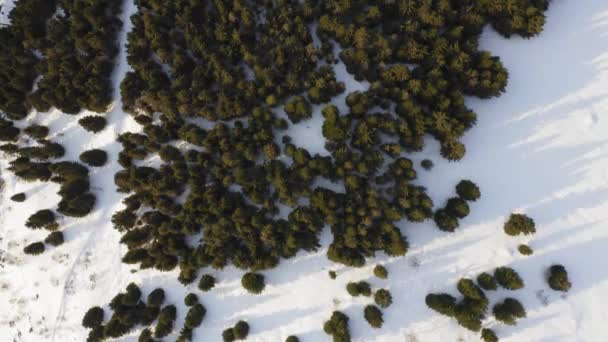 Pemandangan udara di atas hutan pinus hijau dengan salju menutupi tanah selama hari matahari di musim gugur. gerak lambat — Stok Video