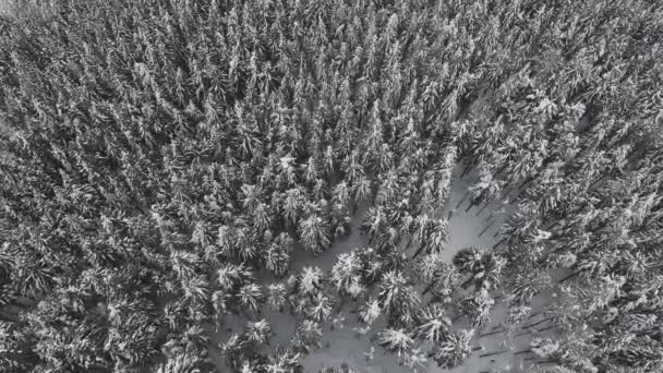 Vista aérea de un bosque congelado con árboles cubiertos de nieve en invierno. Vuelo sobre bosque de invierno en Italia, vista superior. — Vídeos de Stock