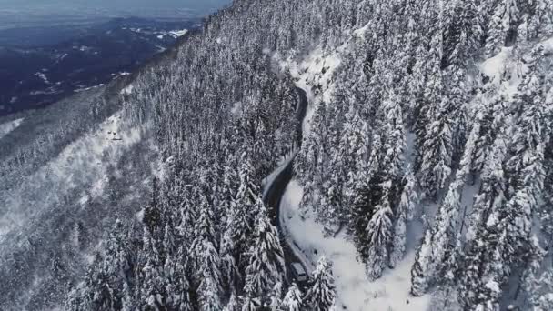Luftaufnahme eines Autos, das in einer Wüstenstraße am verschneiten Berghang entlang fährt. Drone Ansicht des Kiefernwaldes mit Schnee auf beiden Straßenseiten. Zeitlupe — Stockvideo