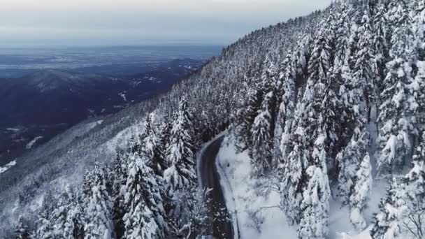 Veduta aerea di una strada desertica lungo il versante delle montagne innevate. Drone vista della pineta con neve su entrambi i lati della strada. Rallentatore — Video Stock