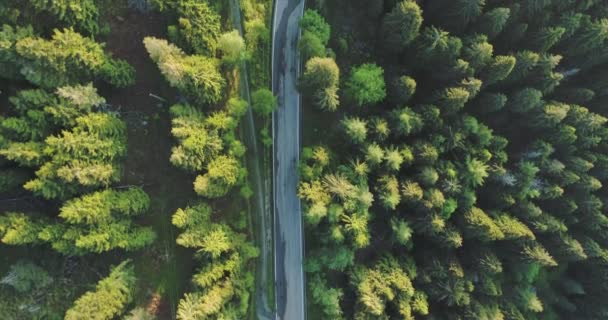 Vista aérea superior de la carretera en el bosque. Volando sobre el bosque. Concepto futuro del transporte sostenible ecológico — Vídeos de Stock