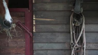 Samanı yiyen kahverengi bir ata yaklaş. Arka plandaki at binme ekipmanları ahşap bir duvarda asılı.