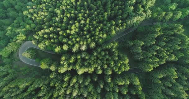 Pemandangan udara atas jalan di hutan pinus. udara udara dari jepit rambut menekuk di hutan pinus dengan jalan melengkung di musim panas. gerak lambat — Stok Video