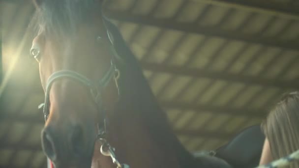 Potret kuda jantan yang indah menatap ke kejauhan dengan telinga yang tinggi di sekolah berkuda. Wanita muda mempersiapkan stabil untuk naik. Cahaya latar matahari. — Stok Video