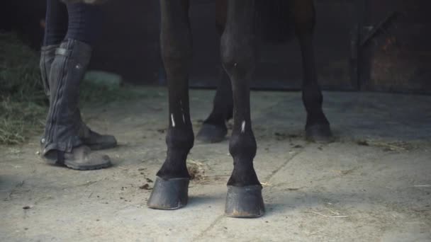 Close up of horse and human feet. Horse boots and brown hooves in a stable of a country ranch in Italy — Stok Video