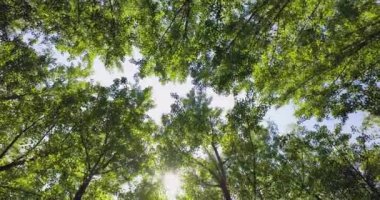 Ormana bakıyor, ağaçların tepelerine bakıyor, güneş yaprakların arasından parlıyor. Yazın aşağıdan mavi gökyüzüne yeşil orman manzarası
