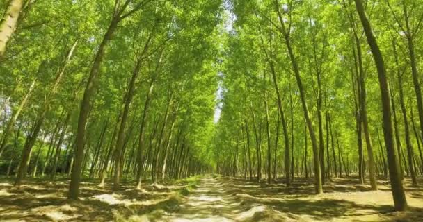 Floresta verde, árvore alta com folhagem verde. Parque da Toscana na temporada de verão, sol brilhando através da folhagem. Prado verde — Vídeo de Stock