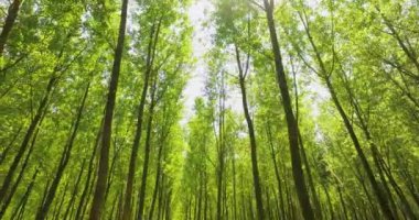 Yeşil bir ormanın içinden geçip, dalların içine bakmak. Güzel güneş ışınları taze yeşil tonlarda kayın ormanını aydınlatıyor.