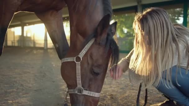 Close-up van jonge vrouw knuffelen haar paard. Zonsondergang zonlicht schijnt in de achtergrond.Jonge volwassen vrouw naast haar paard — Stockvideo