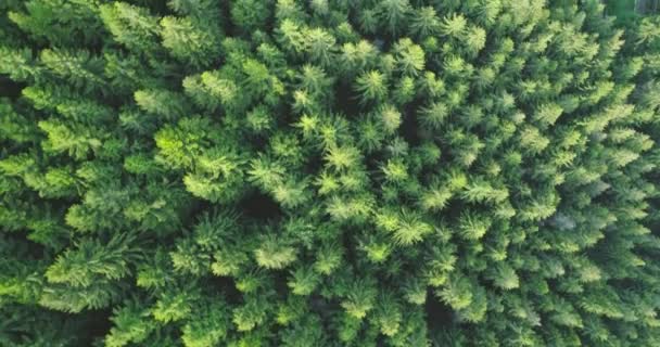 4k dolly çekim ve yağmur ormanlarının yukarıdan görüntüsü. Yazın çam ormanlarının yukarıdan görünüşü. yavaş çekim — Stok video