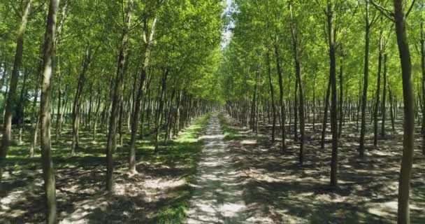 Floresta verde, árvore alta com folhagem verde. Parque da Toscana na temporada de verão, sol brilhando através da folhagem. Prado verde — Vídeo de Stock