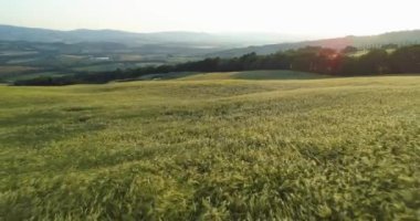 Kırsal alanın havadan görünüşü. Kır manzarası, buğday toprağı, altın buğday tarlası... Toskana 'da güneşli bir akşamda hafif yaz esintisinde sallanan...